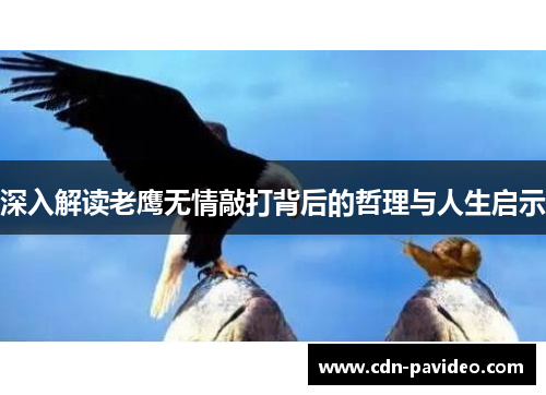 深入解读老鹰无情敲打背后的哲理与人生启示
