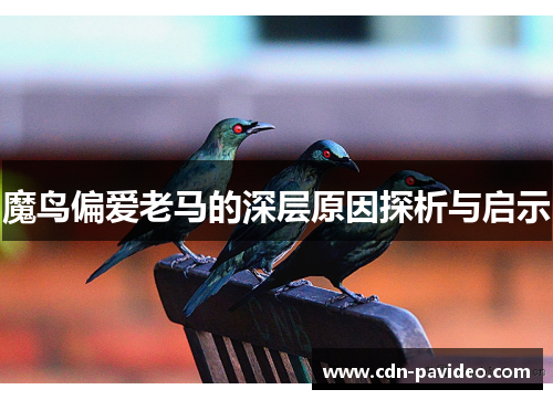 魔鸟偏爱老马的深层原因探析与启示